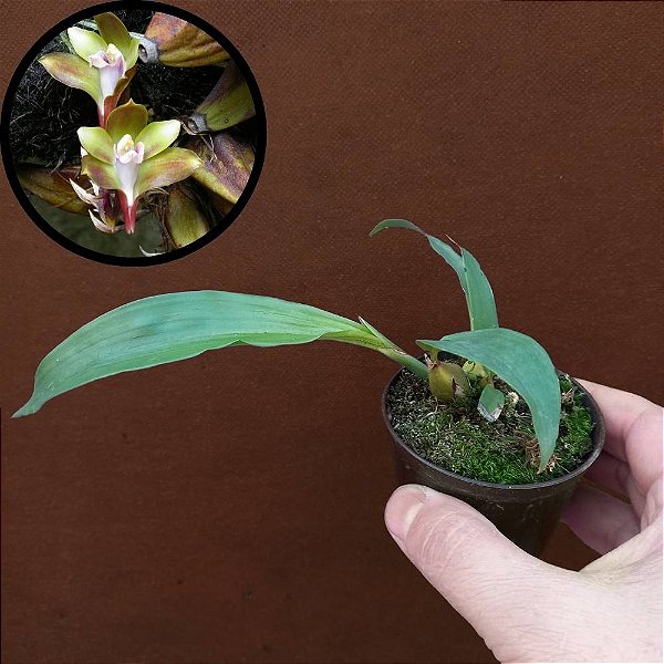 Orquídea Bifrenaria melicolor - Ad