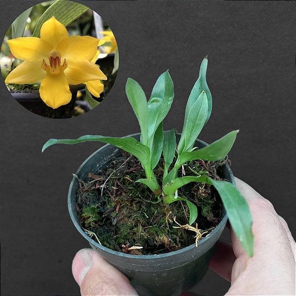 Orquídea Promenaea ovatiloba - Adulta