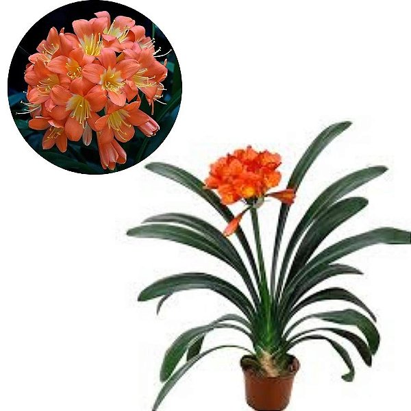 Planta Clivia miniata - 20cm