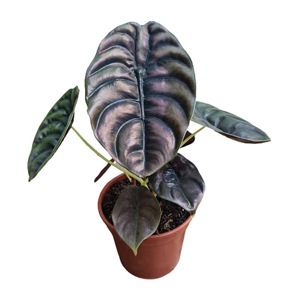 Planta Alocasia cuprea - 25cm