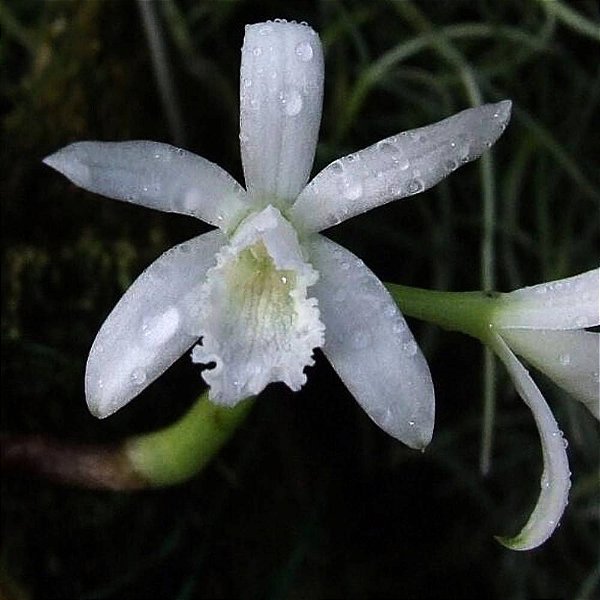 Orquídea Laelia lundii "Alba" - Nbs