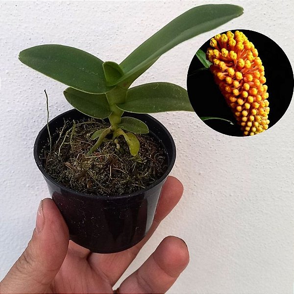 Orquídea Robiquetia cerina amarela - 8cm