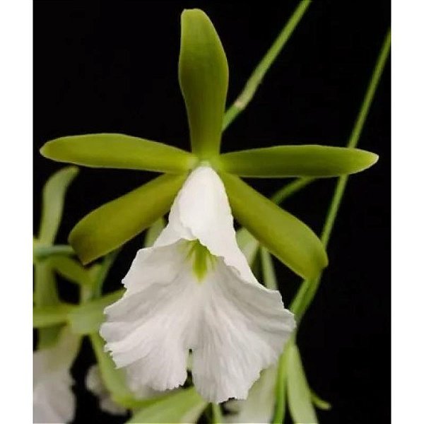 Orquídea Encyclia mariae - 10cm