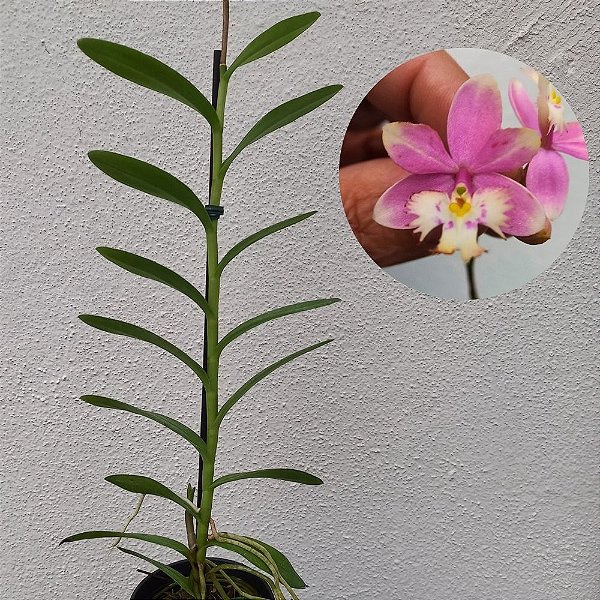 Orquídea Epidendrum Rosa especial - 15cm