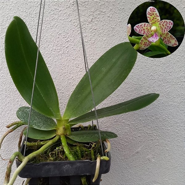Orquídea Sedirea japônica x Vandopsis parish - 15cm