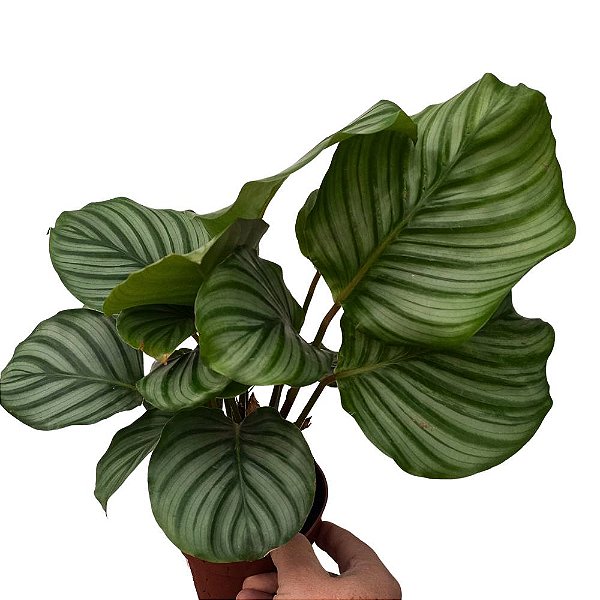 Maranta Orbifolia