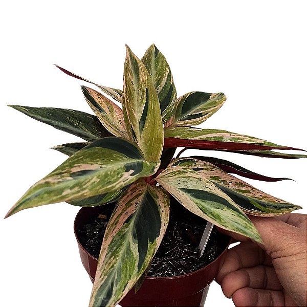 Maranta sanguinea - (Stromanthe sanguinea)