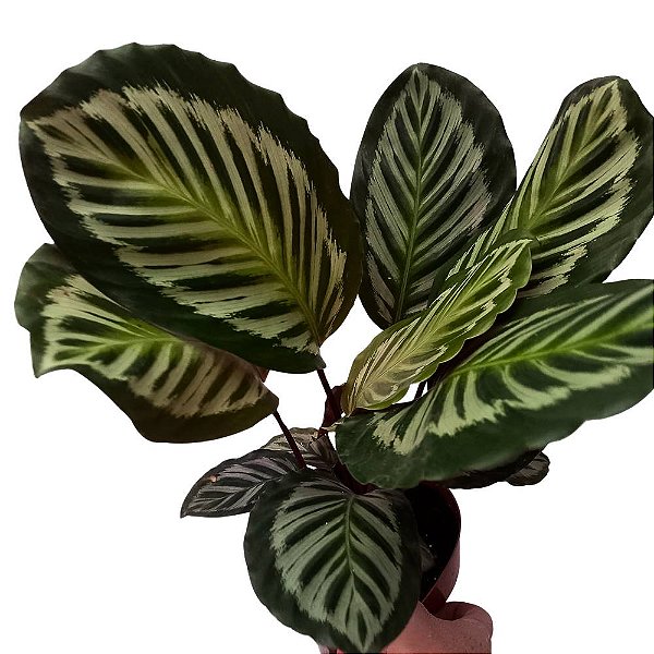 Maranta Cora