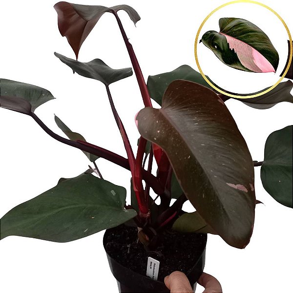 Filodendro - Philodendron Pink Princess - 30cm