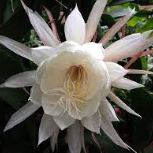 Cacto Dama da Noite (Epiphyllum oxypetalum)