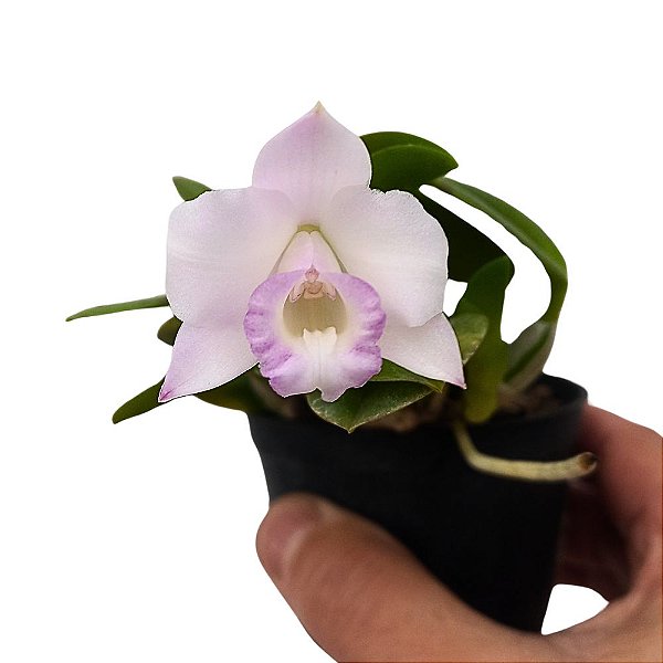 Orquídea Laelia alaori - Nbs