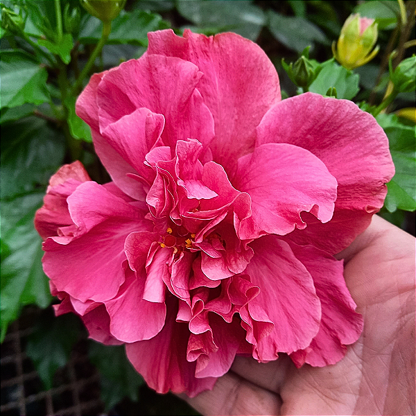 Hibisco Rosa dobrado - 20-30cm