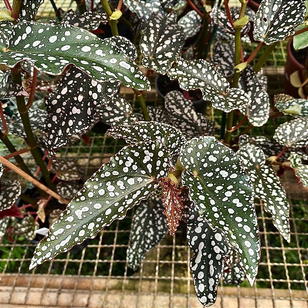 Planta Begônia Tiki Carmen