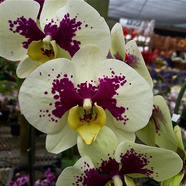 Orquídea Phalaenopsis Branca pintada n.06