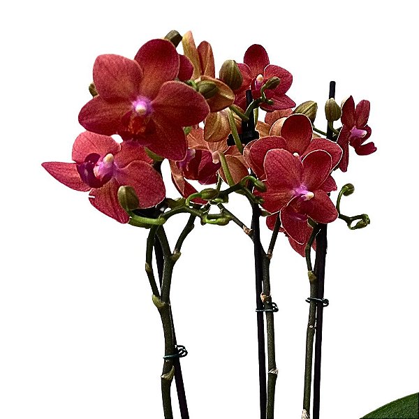 Orquídea Phalaenopsis Abóbora n.02 - Ad