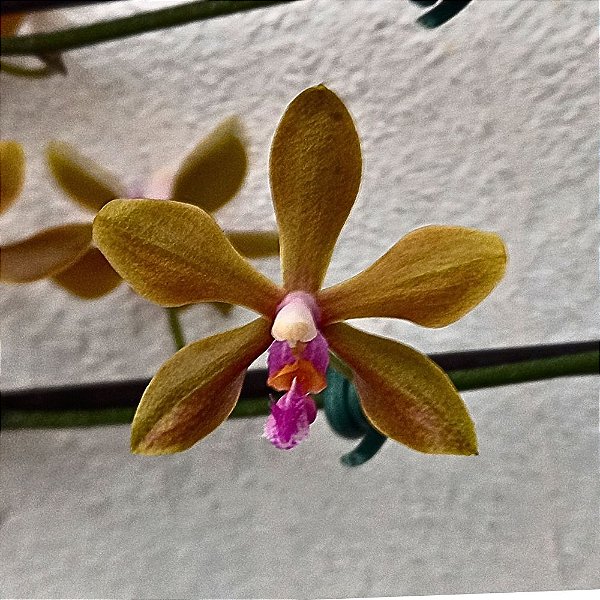 Orquídea Phalaenopsis honghenensis x mariae - Ad