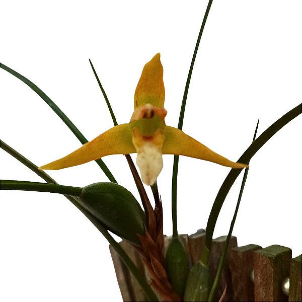 Orquídea Maxillaria tenuifolia alba (amarela) - Ad