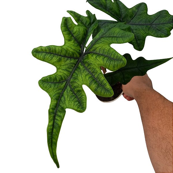 Alocasia Jacklyn - 30/40cm