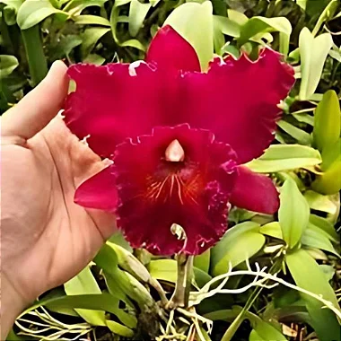 Orquídea Blc. Chia Lin - 10 Centímetros