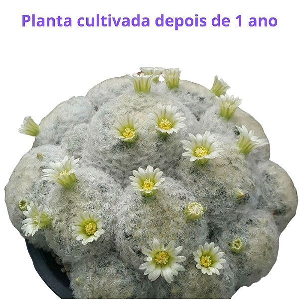 Cacto Mammillaria plumosa