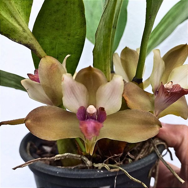 Orquídea Bifrenaria inodora - Ad
