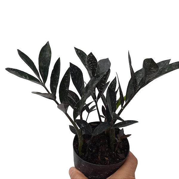 Zamioculca Black - Mini