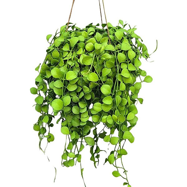 Planta Dischidia imbricata