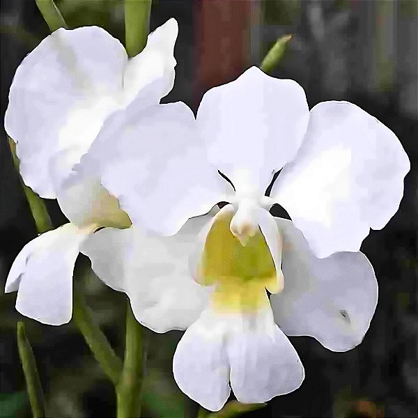 Orquídea Papilionanthe teres alba - 20cm