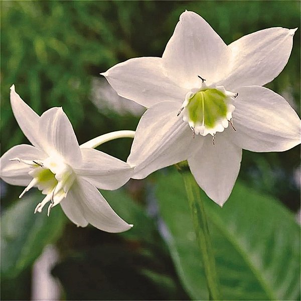 Lírio do Amazonas - (Eucharis grandiflora)