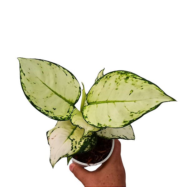 Aglaonema White Joy - 20cm