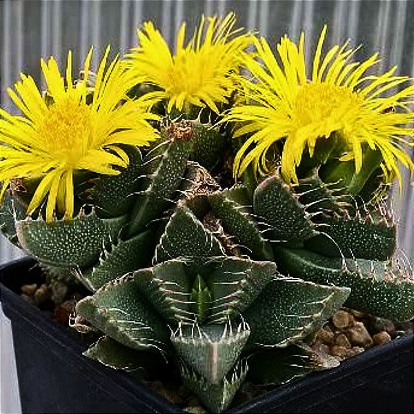 Suculenta Falcária tigrina