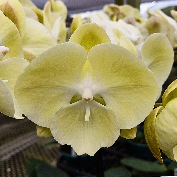 Orquídea Phalaenopsis Big Lip Amarela n.01