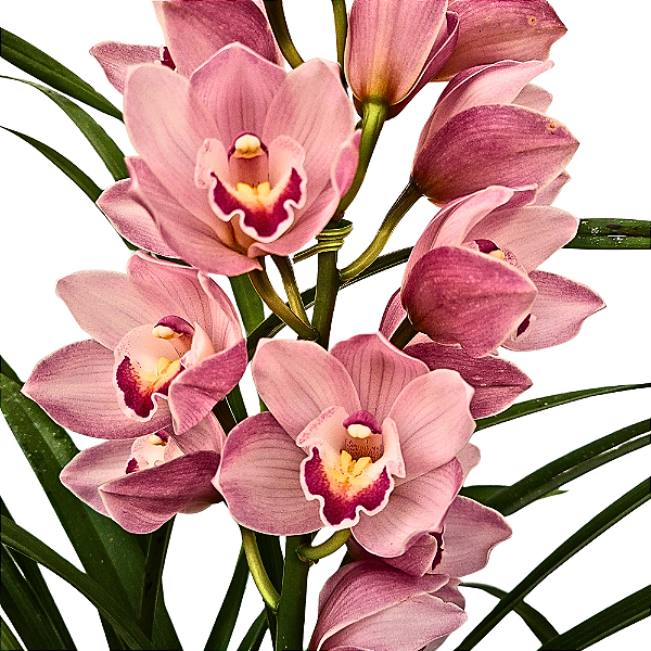 Orquídea Cymbidium Rosa N.01 - AD