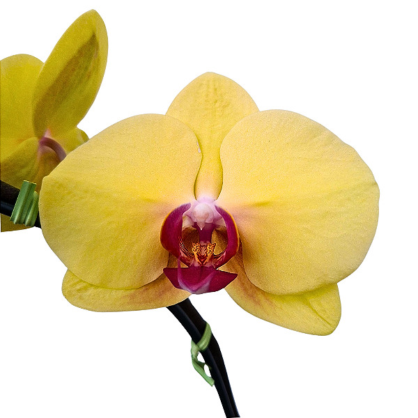 Orquídea Phalaenopsis Amarela n.01