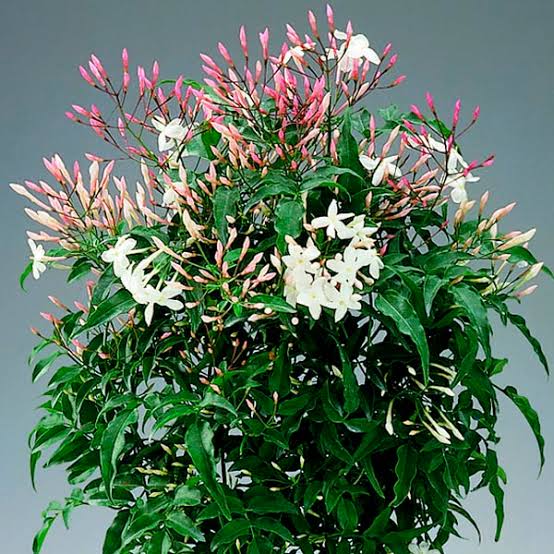 Planta Jasmim dos Poetas Jasminum polyanthum Adulta