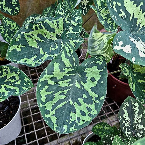 Caladium Hilo Beauty Especial - 20cm
