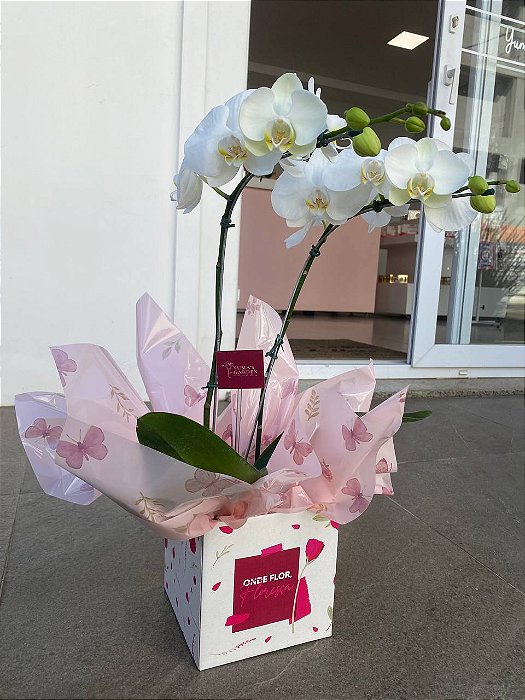 Orquídea G
