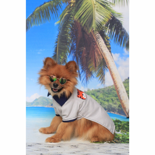 Roupa Pet - Camisa Tigre