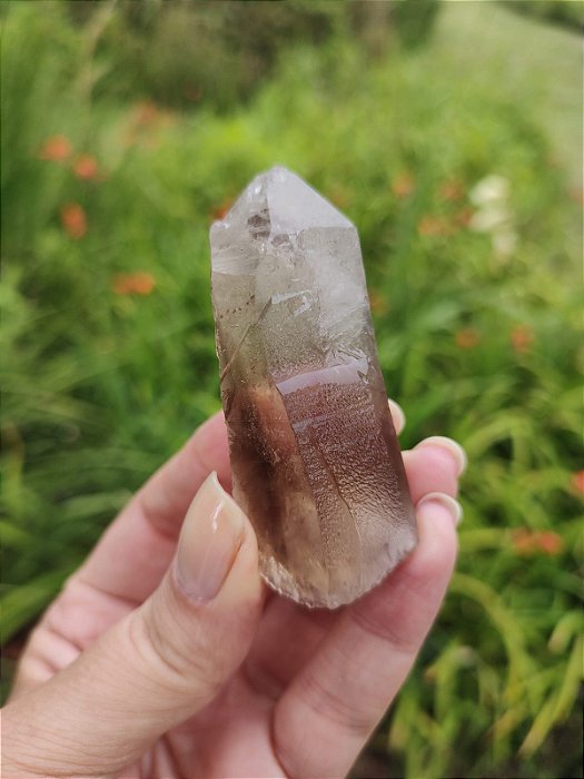 Mestre Fumê Star Seed