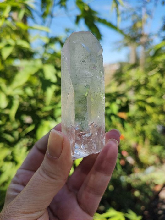 Mestre Semente Estelar