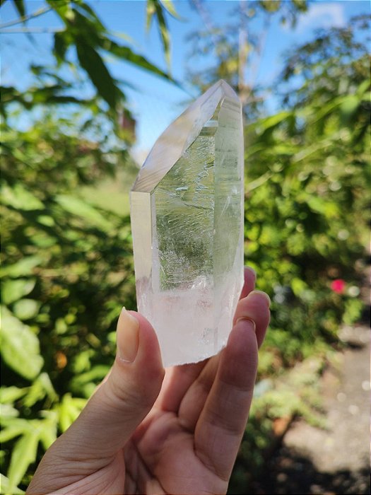 Mestre Semente Estelar