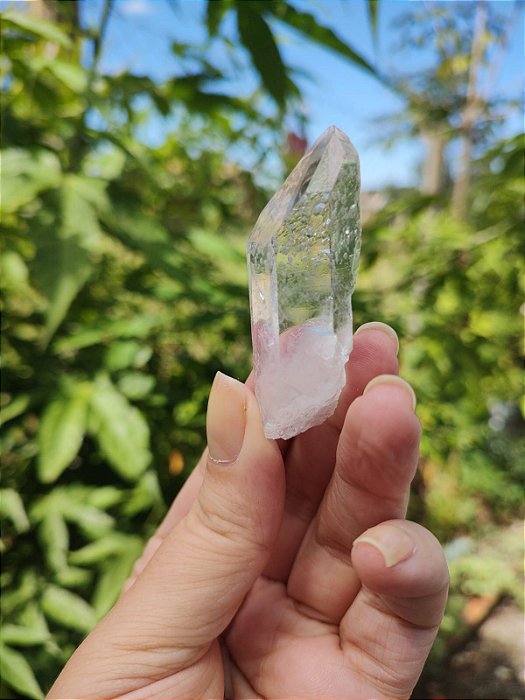 Mestre Semente Estelar