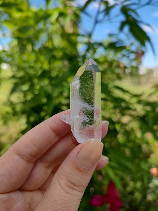 Mestre Semente Estelar