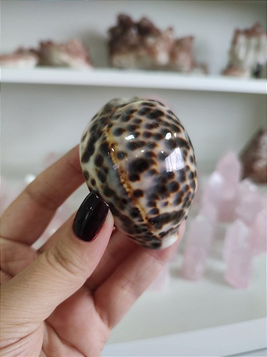 Concha Cipreia-tigre