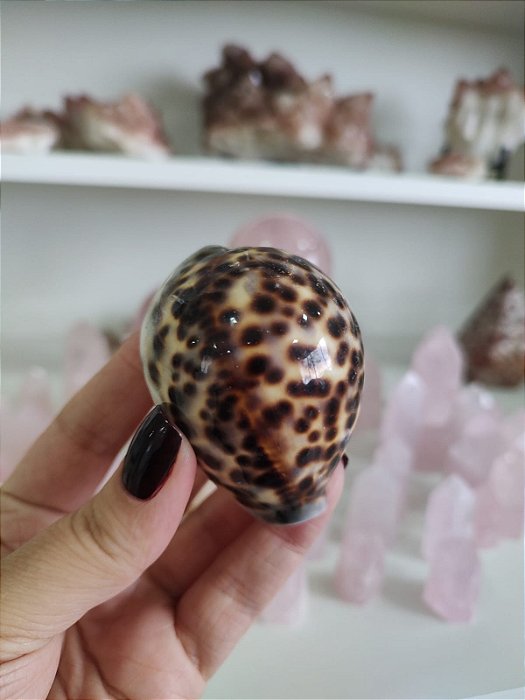 Concha Cipreia-tigre