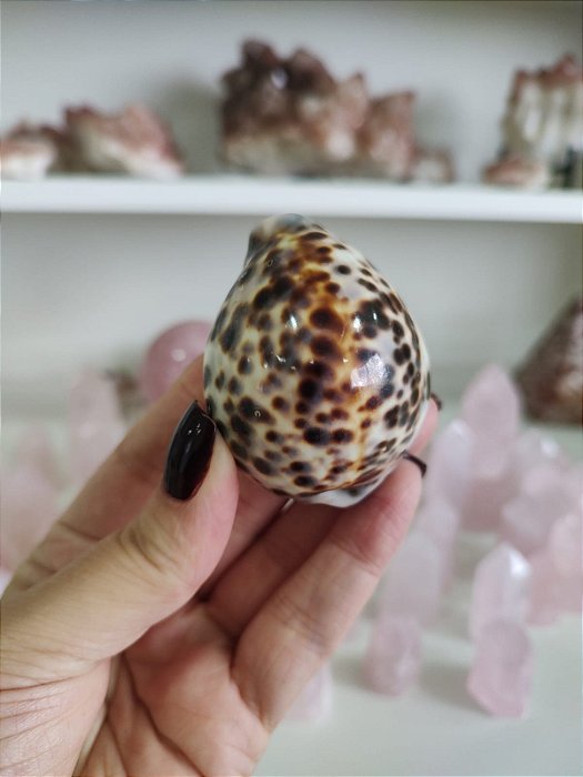 Concha Cipreia-tigre