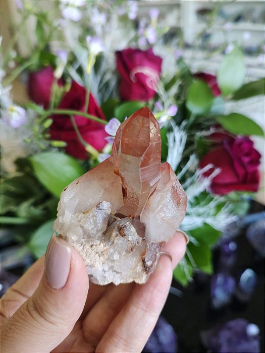 Drusa Lemuriana Rosa