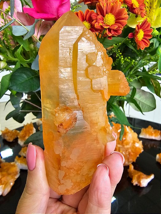 Mestre Tangerina Ponte  (qualidade extra)