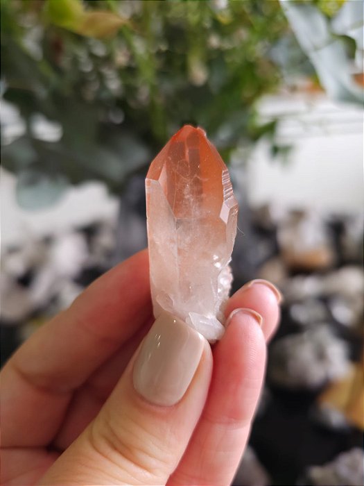 Ponta Pink Elo Futuro