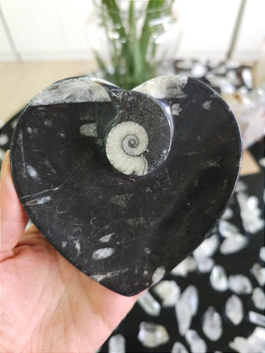 Bowl Fossilização de Orthocera